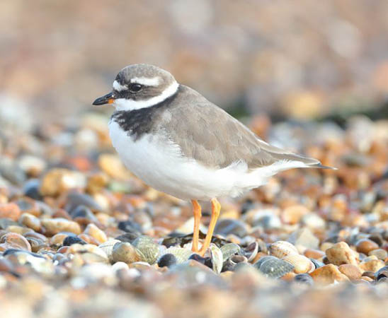 Ringed Plover - South Uist