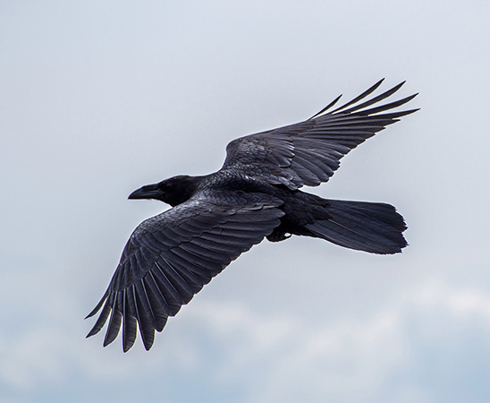 Raven - South Uist