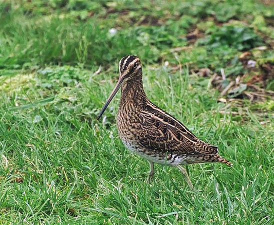 Snipe - South Uist